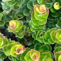 Syzygium rotundifolium Arn.